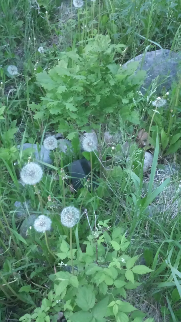 20180526_205942[1].jpg