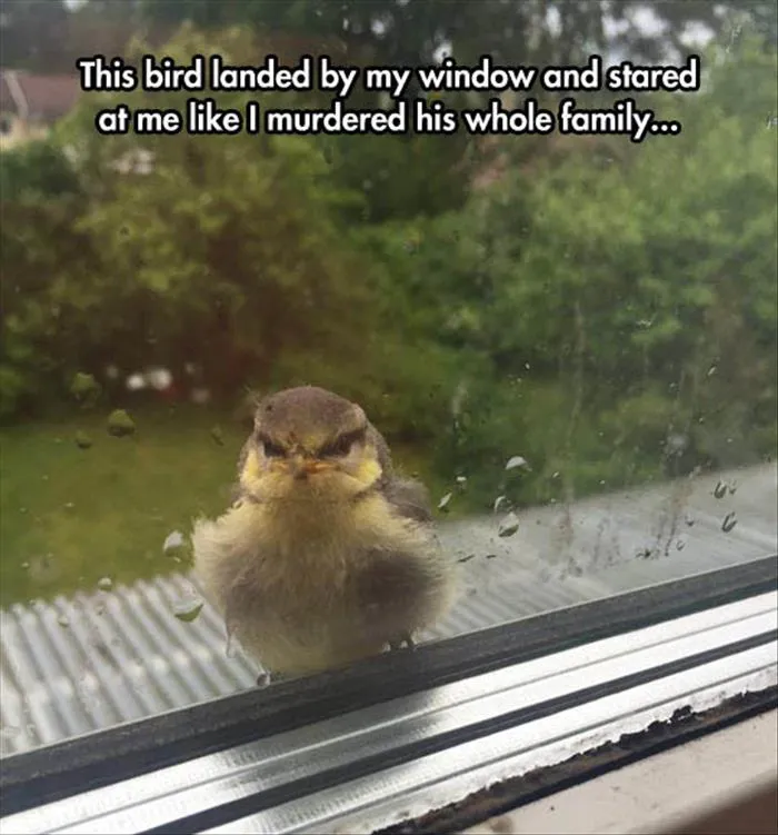 a-funny-animals-11.jpg