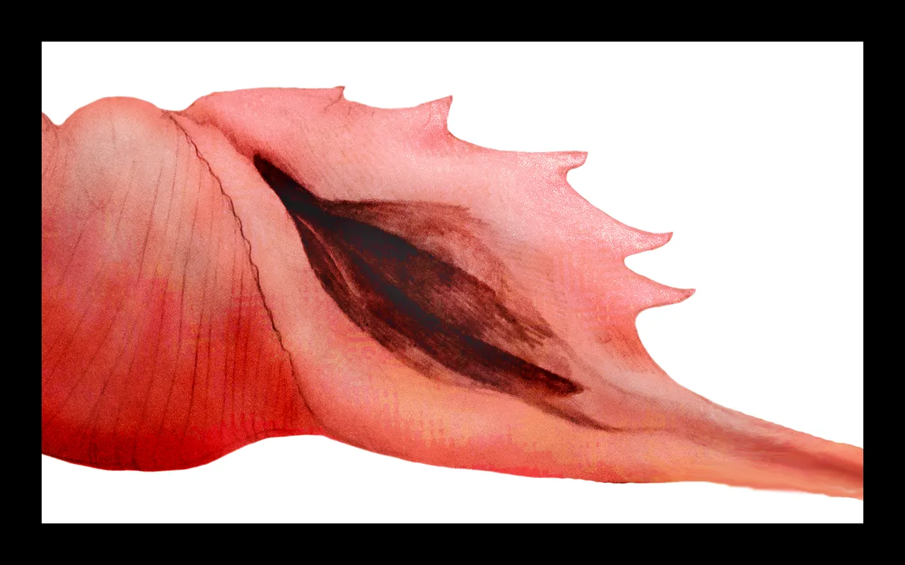 Detail Conch X.png