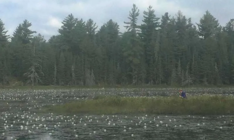 bog of horrors.jpg