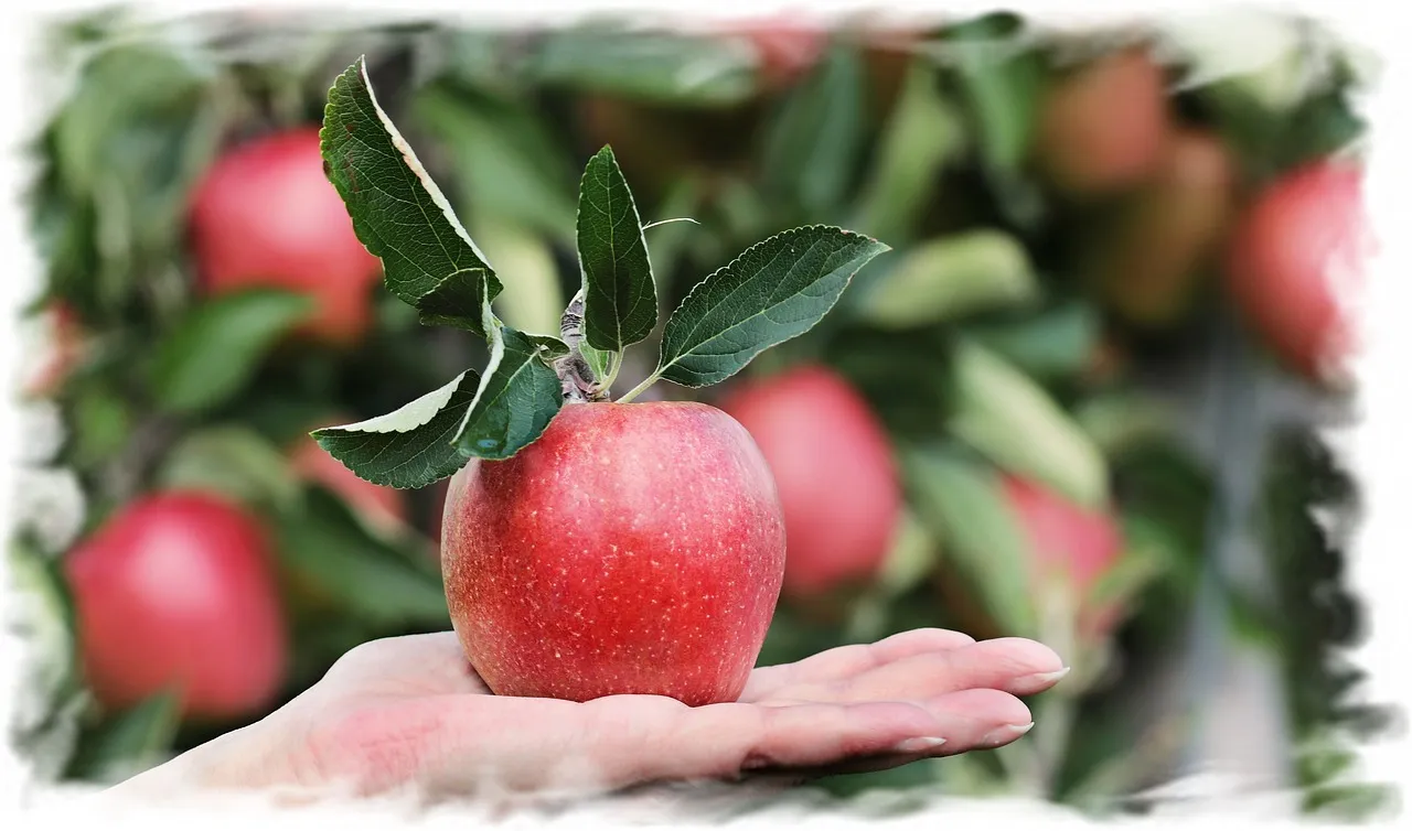 apple-2788662_1280.jpg