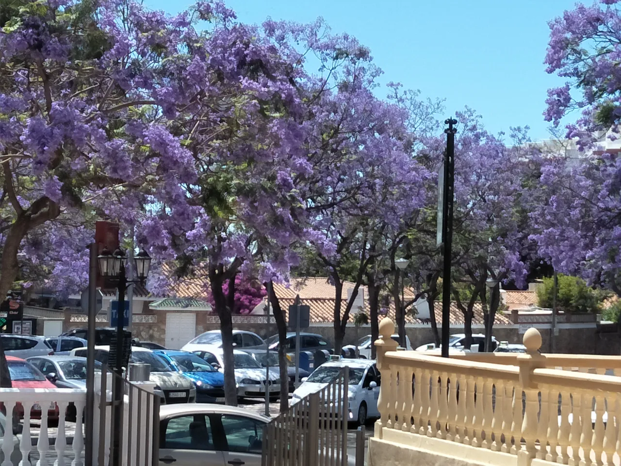 8 jacuranda 00.jpg