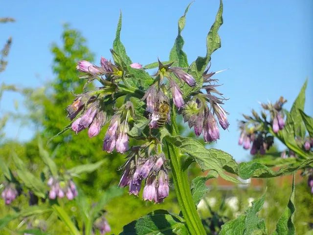 comfrey-265069_640.jpg