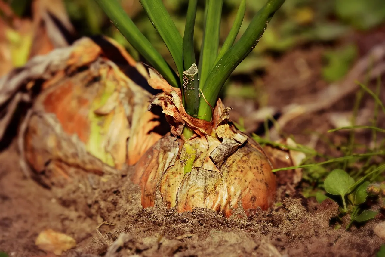 onion-3706937_1280.jpg