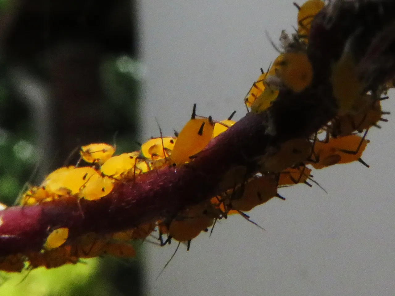 5794-Yellow-Aphids.JPG