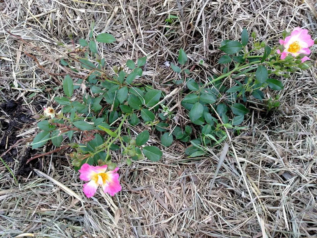 rose pink bush.jpg
