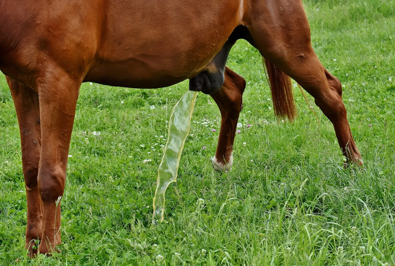 horse-2776949_1920.jpg