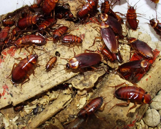 cockroach6-675x539.jpg