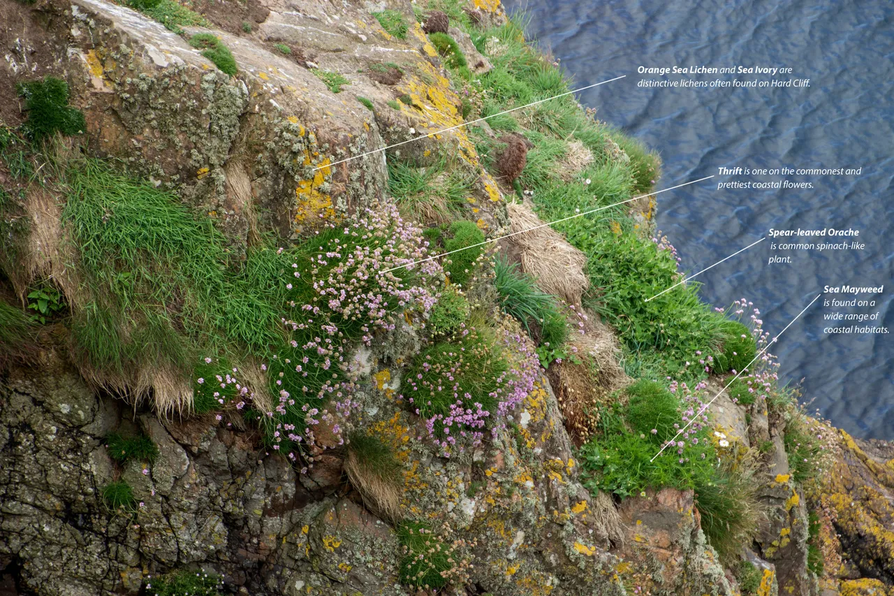 Hard Cliff and Cliff Slope Plants.jpg