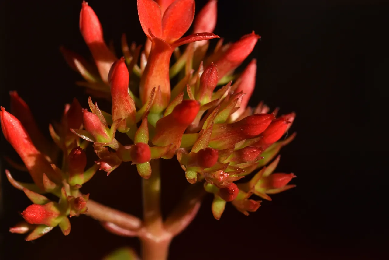 Kalanchoe blossfeldiana red flowers 7.jpg