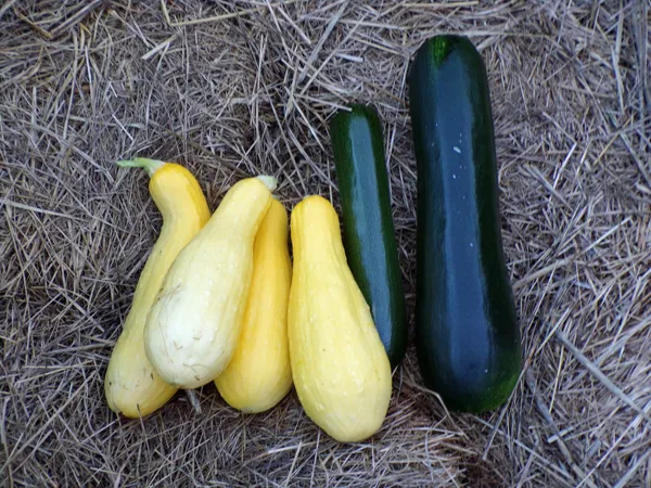 Squash harvest crop July 2020.jpg