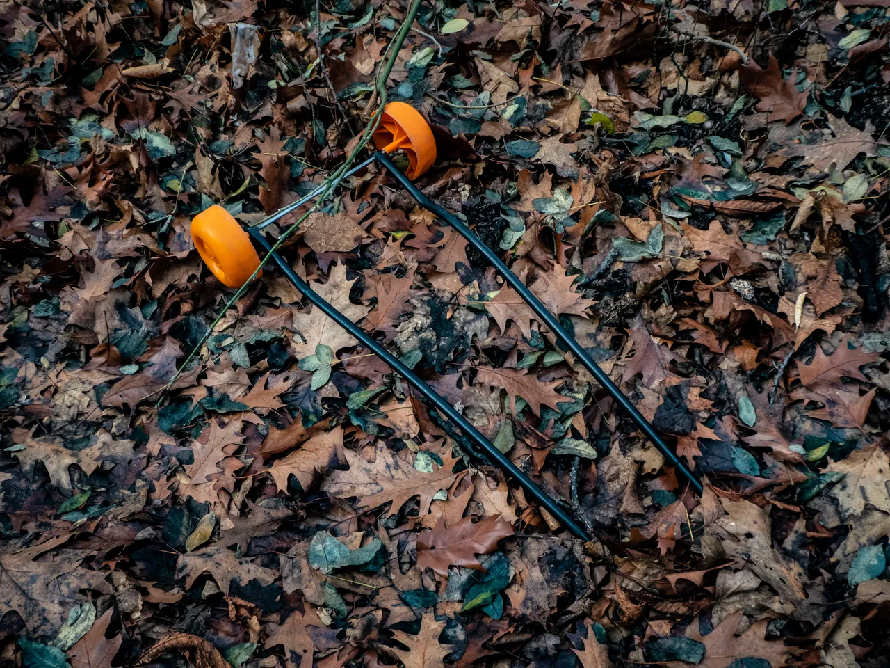 P1130716_Orangene_Raeder_Blätter.JPG