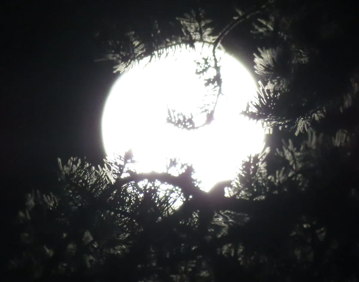 full moon cradled in pine branches.JPG