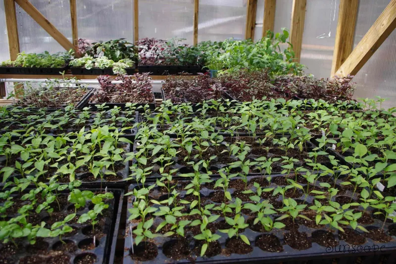 urbangardening homesteading sunscape.jpg