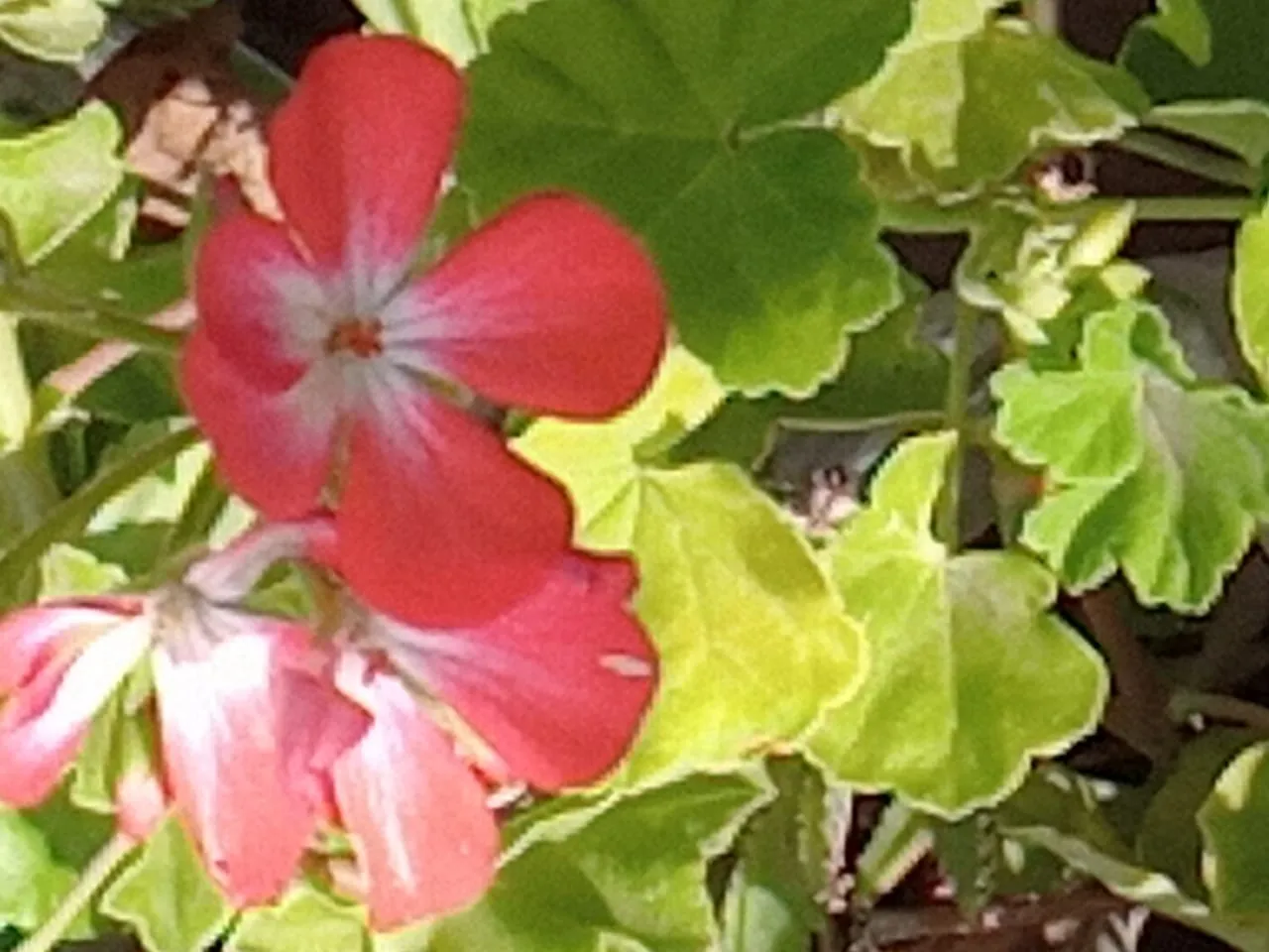 img_0.3500932456009513.jpg