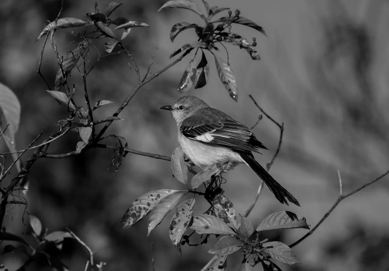 Northern Mockingbird / Sinsonte / Mimus poliglottos