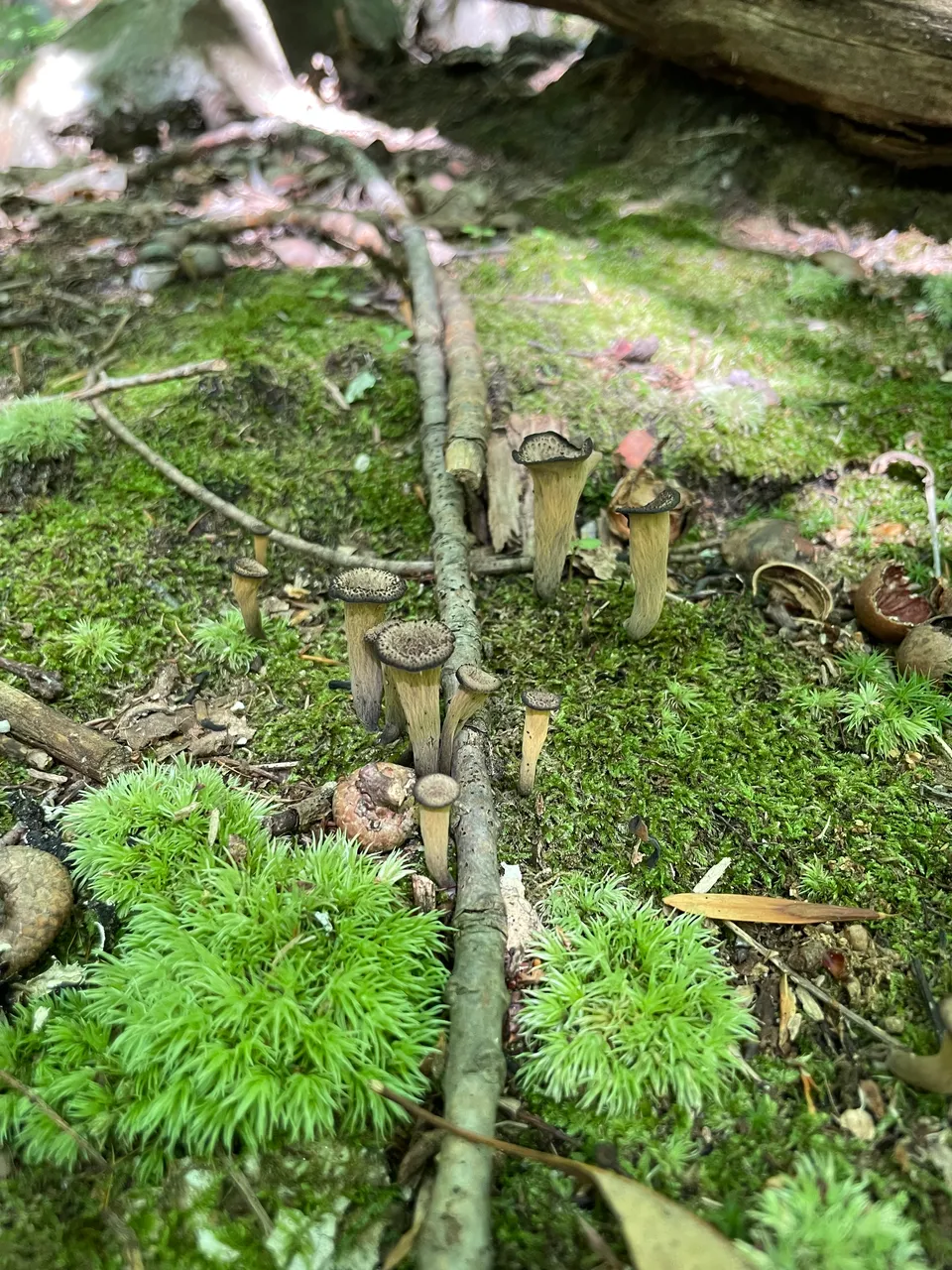 Black Trumpets in moss
