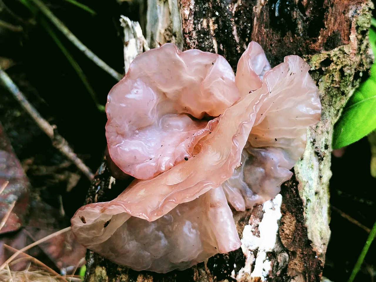 img_0.6167389231504792.jpg
