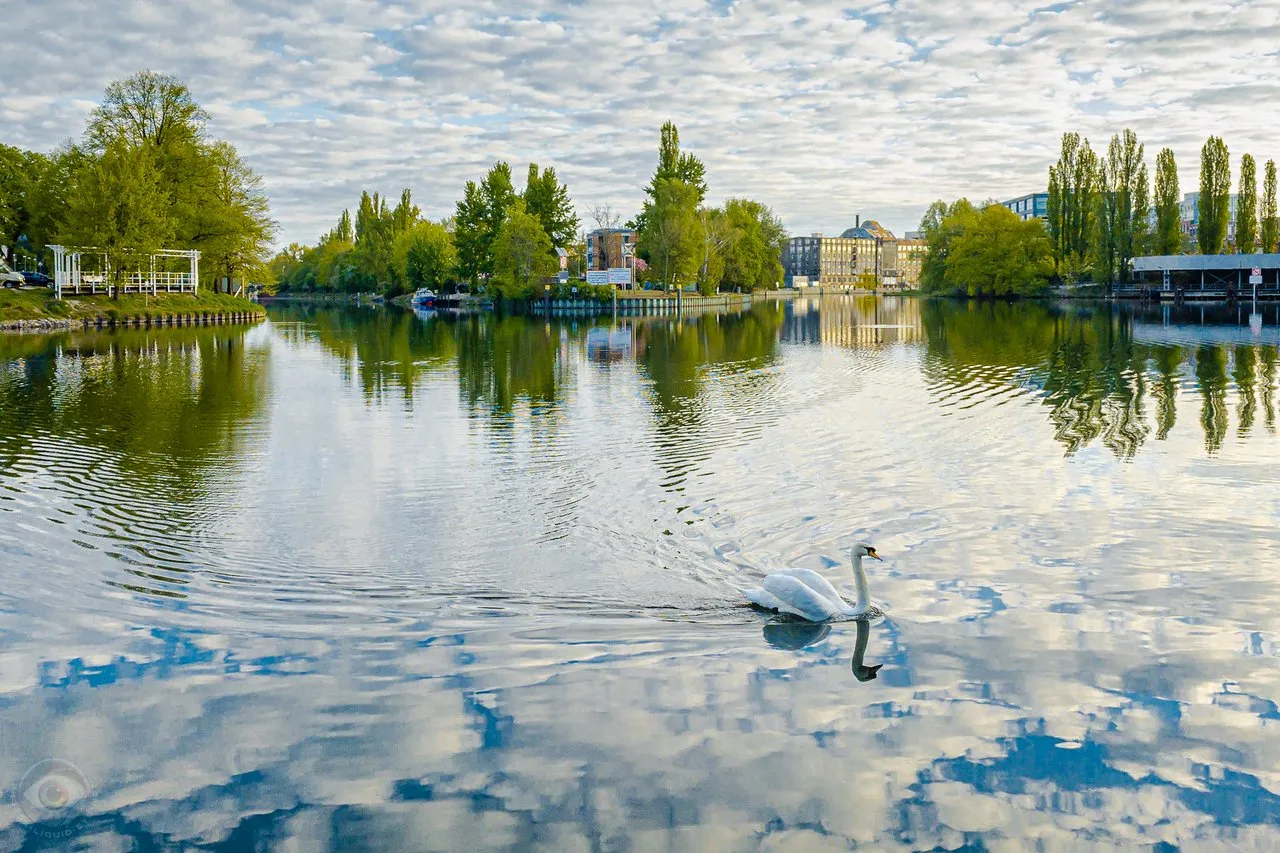 Clouds Reflection on water with Swan