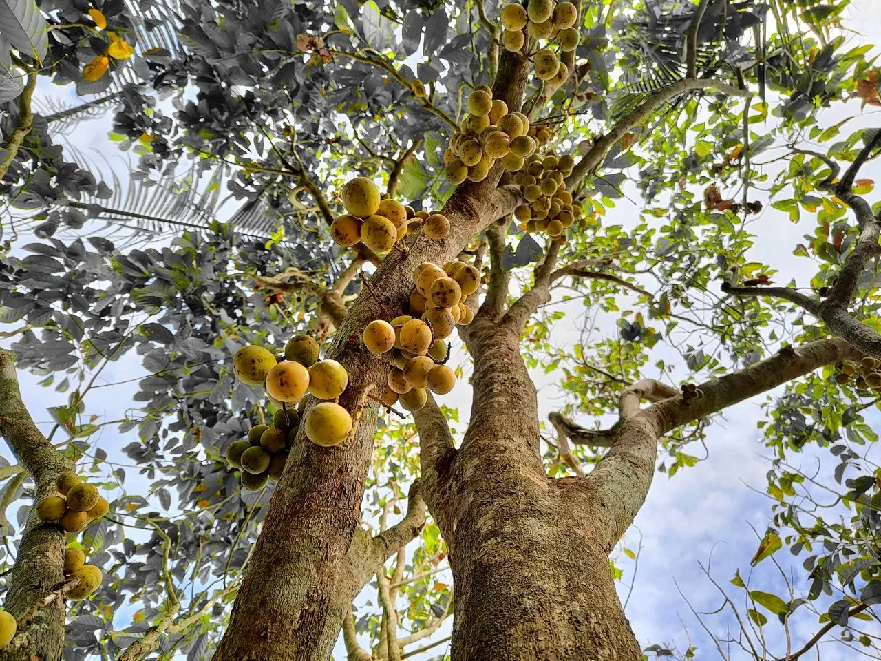 Remaining fruits of the Duku (Lanzones) tree