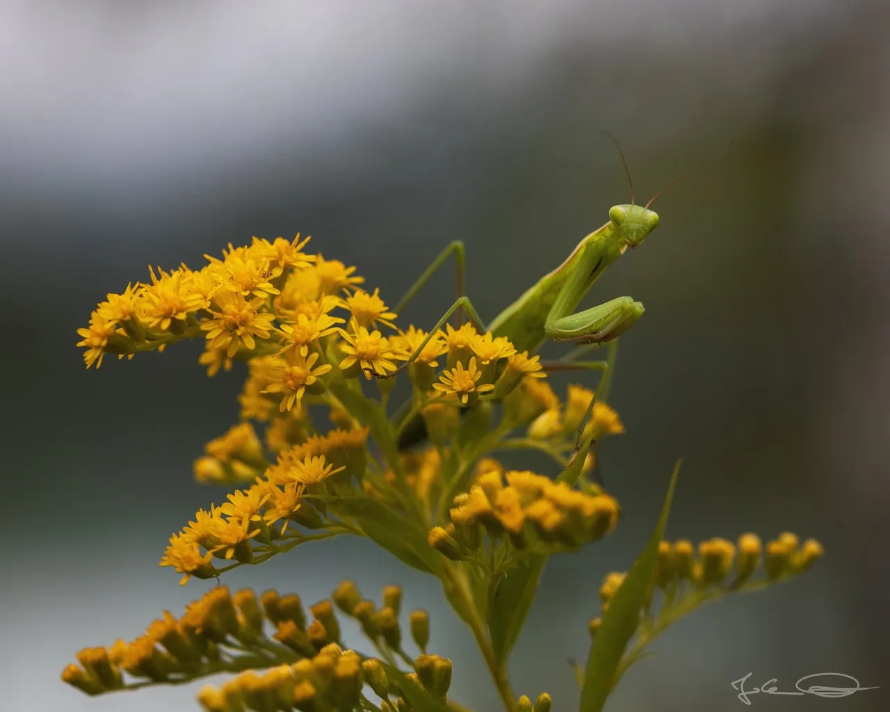 Green Mantis