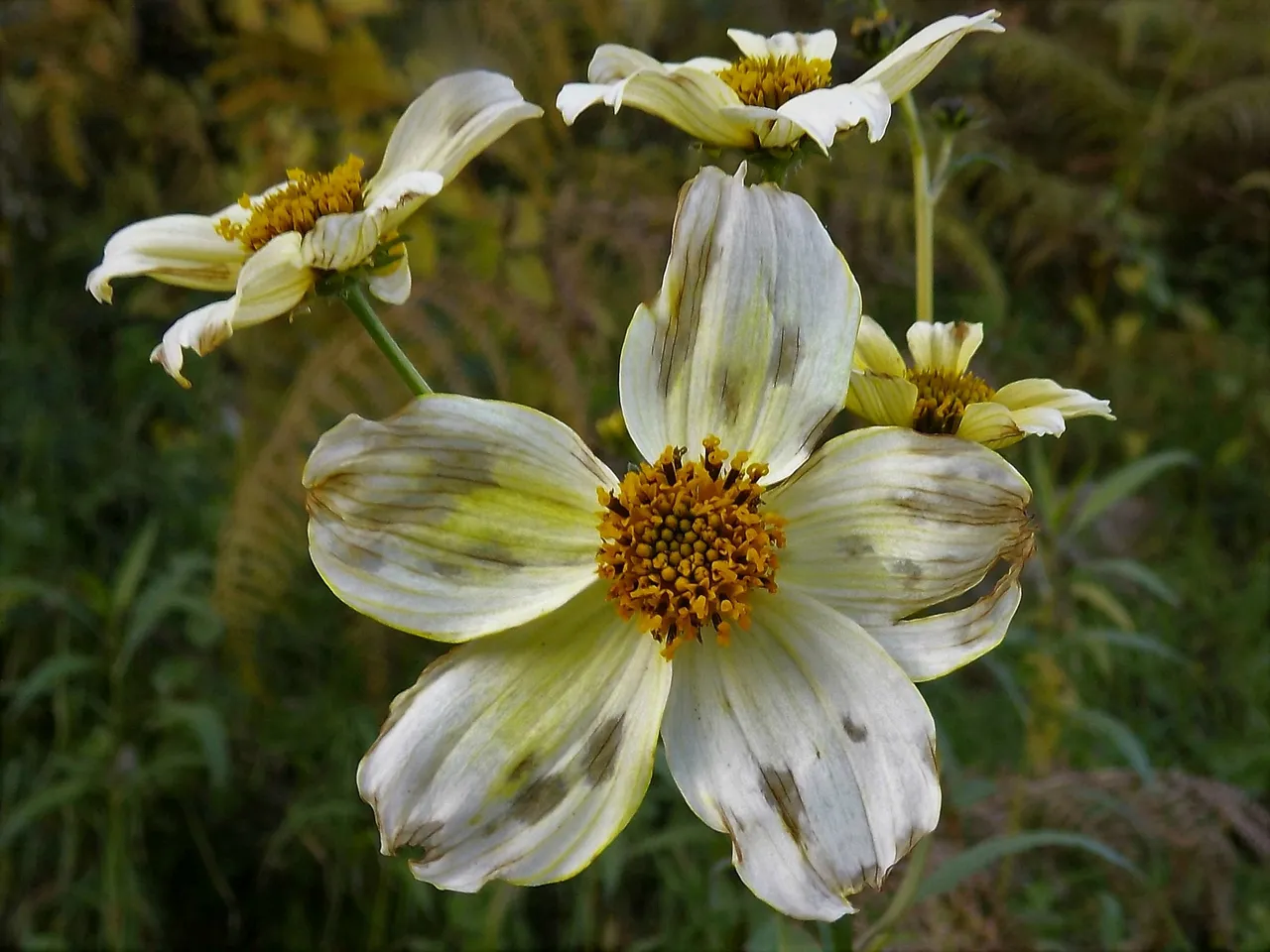 rscn2809_bidens_aurea.jpeg