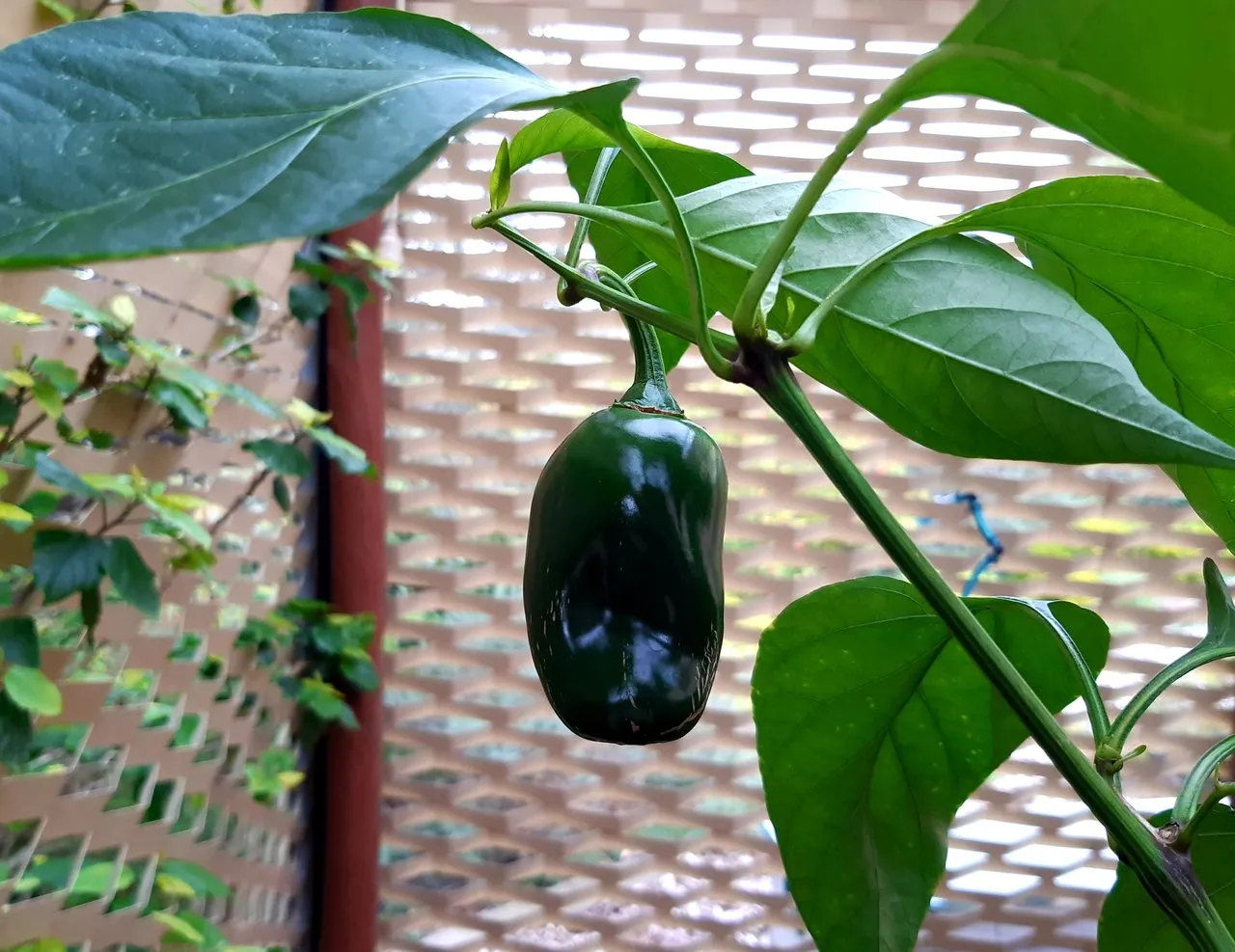Huge jalapeño! I didn't know they could get so big
