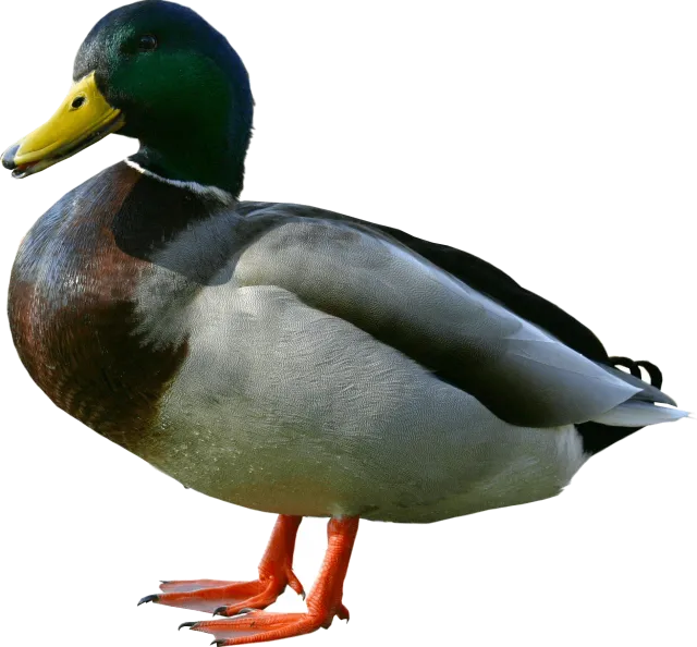 duck_from_side_640x594.png