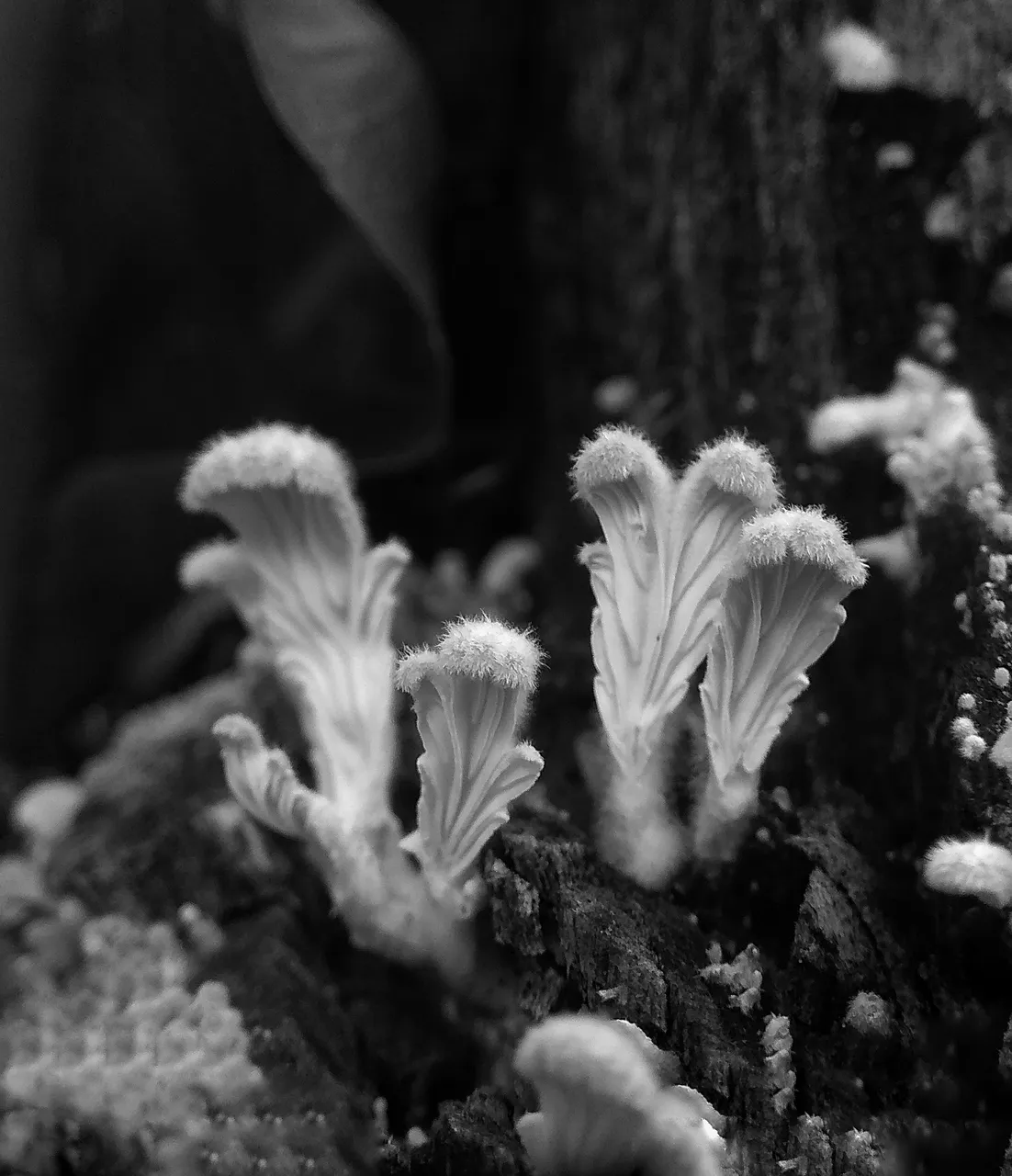 IMG_20210816_161359-01.jpeg