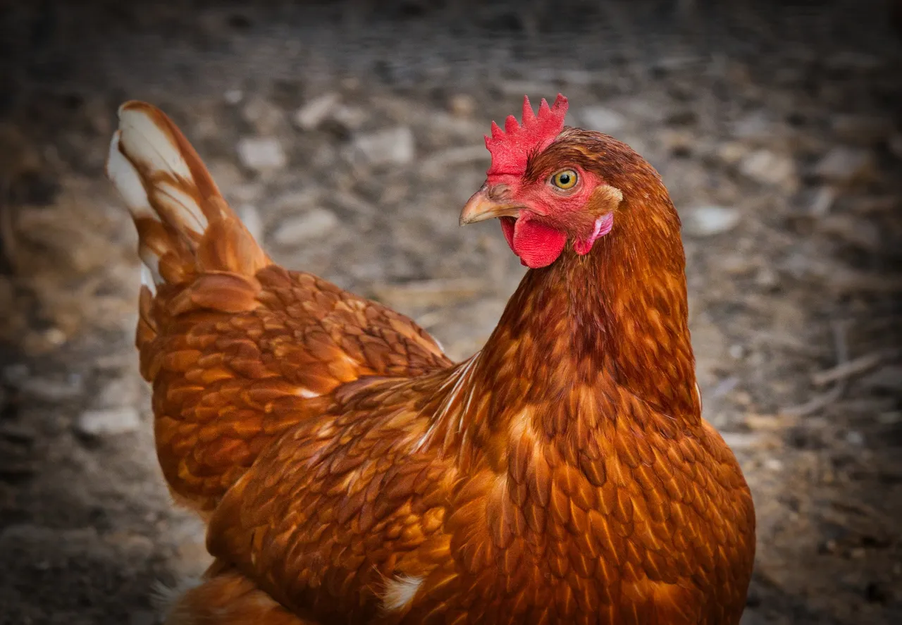 chicken-gfe0c80274_1920.jpg