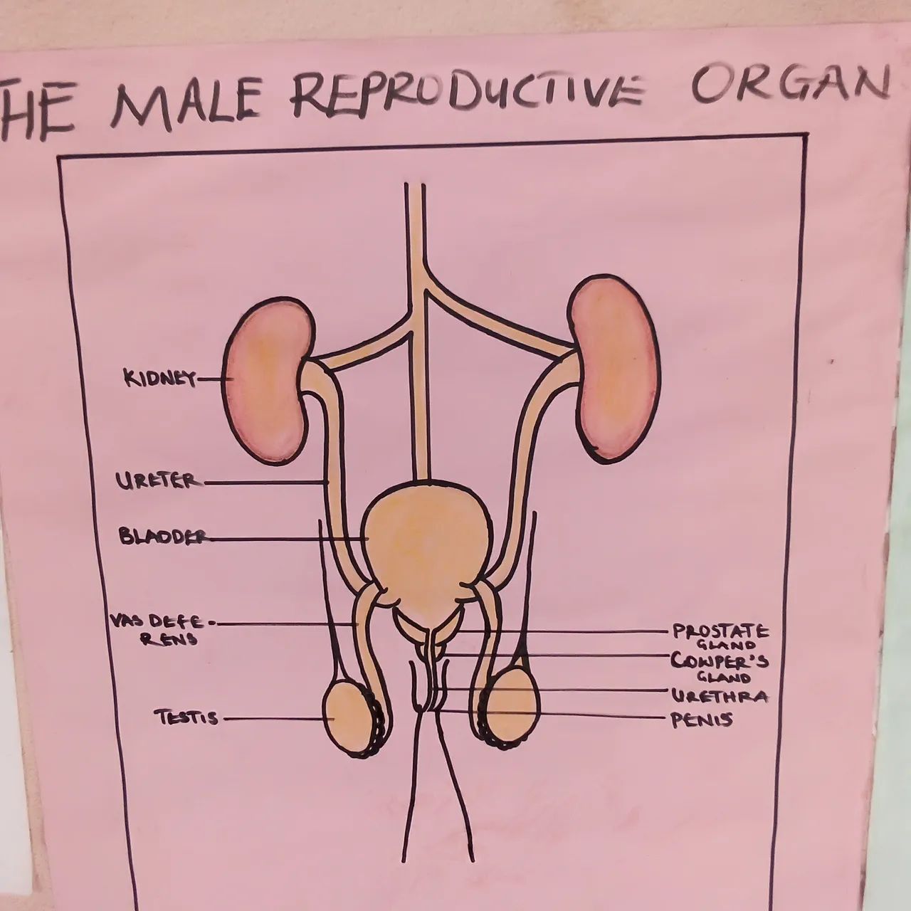 Diagram of a male reproductive organ.