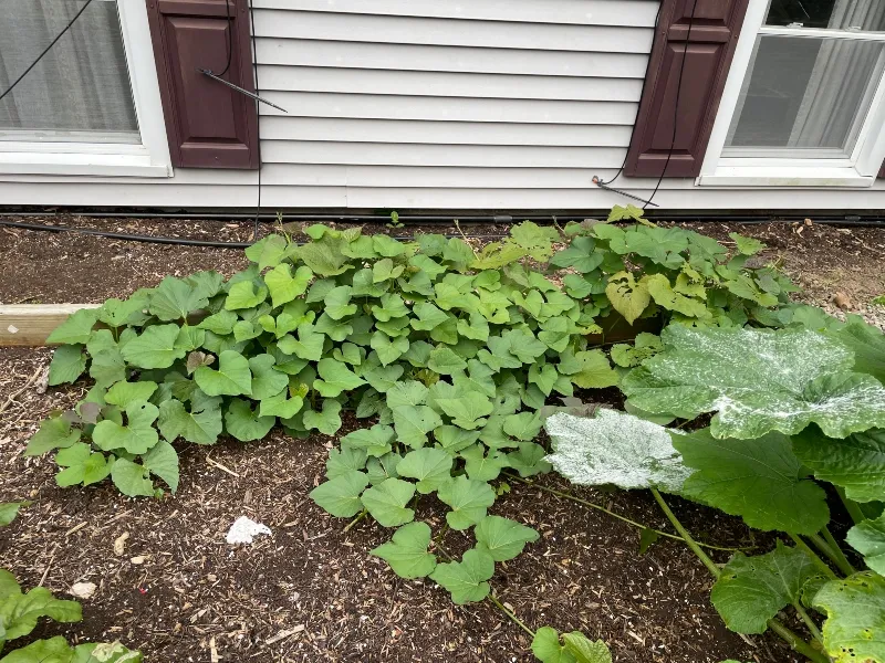 hivegarden-sweet-potato.jpg