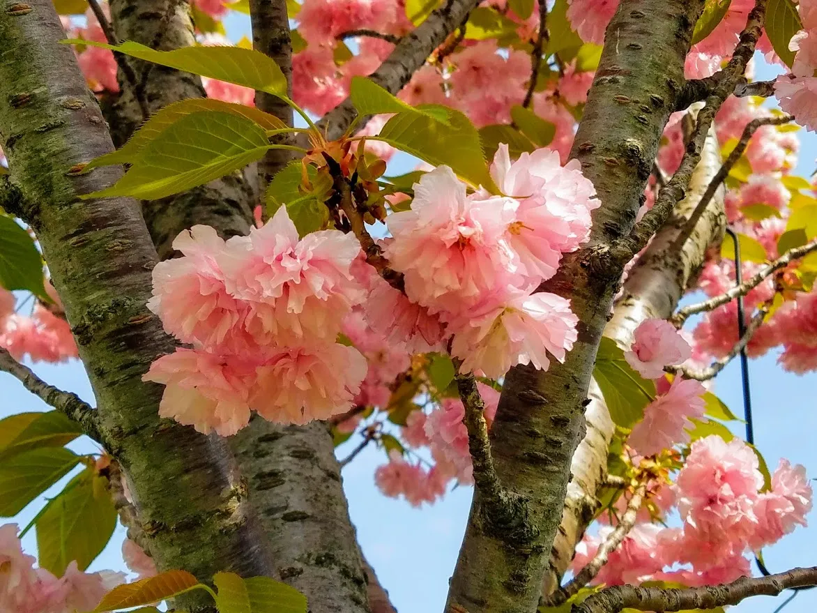 20190418_152034-EFFECTS.jpg