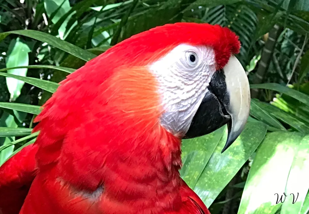 travel-jamaica-parrot-a.jpg