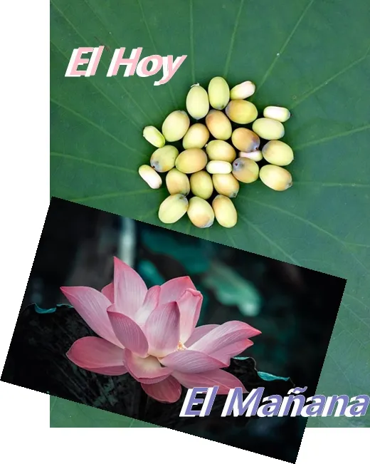 lotus-seeds-2137258_640.jpg