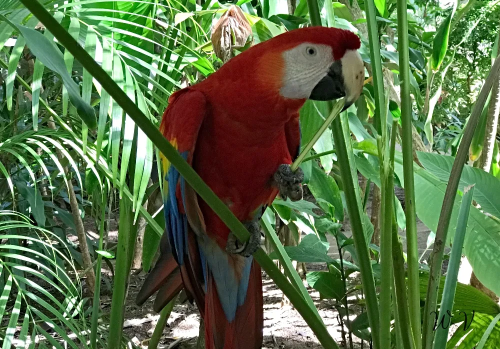 travel-jamaica-parrot-5.jpg