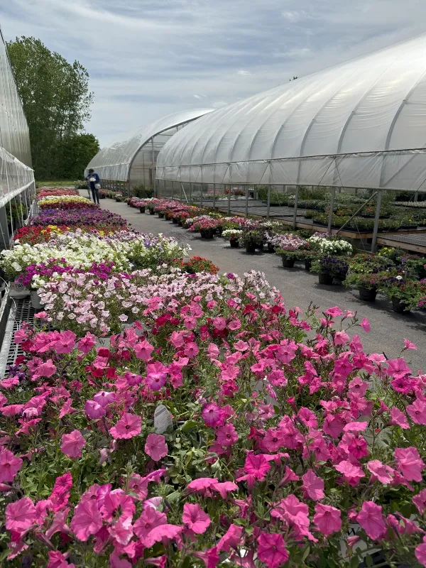 hivegarden-flowers-pots.jpg