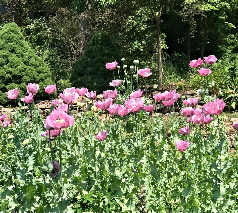 always a flower poppy 4.jpg