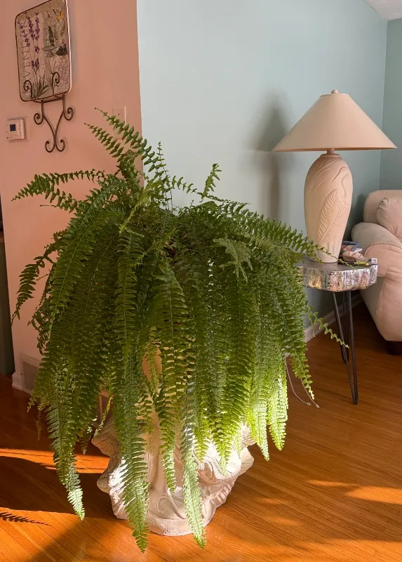 silverbloggers-plants-1.jpg