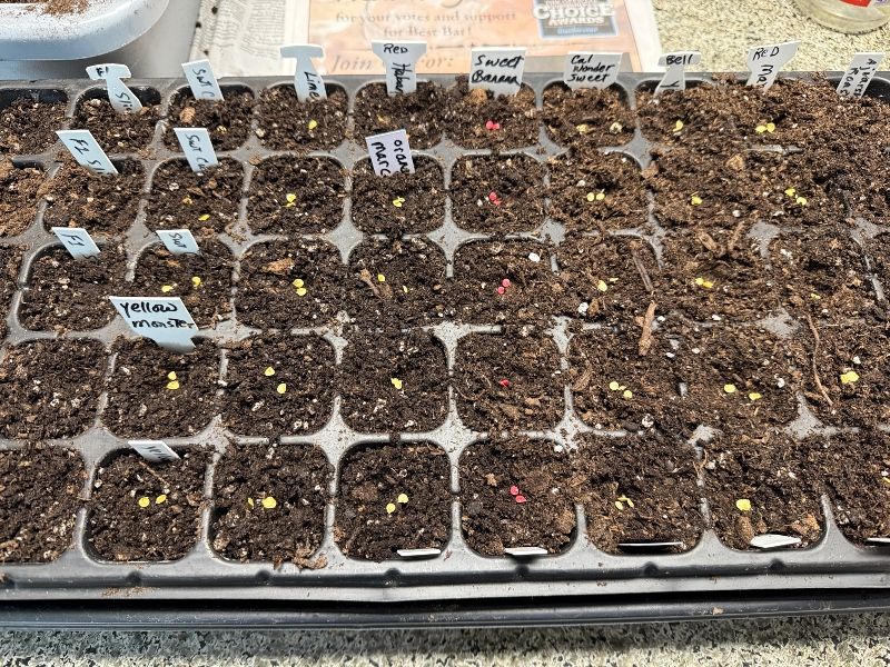 hivegarden-pepper-seeds.jpg