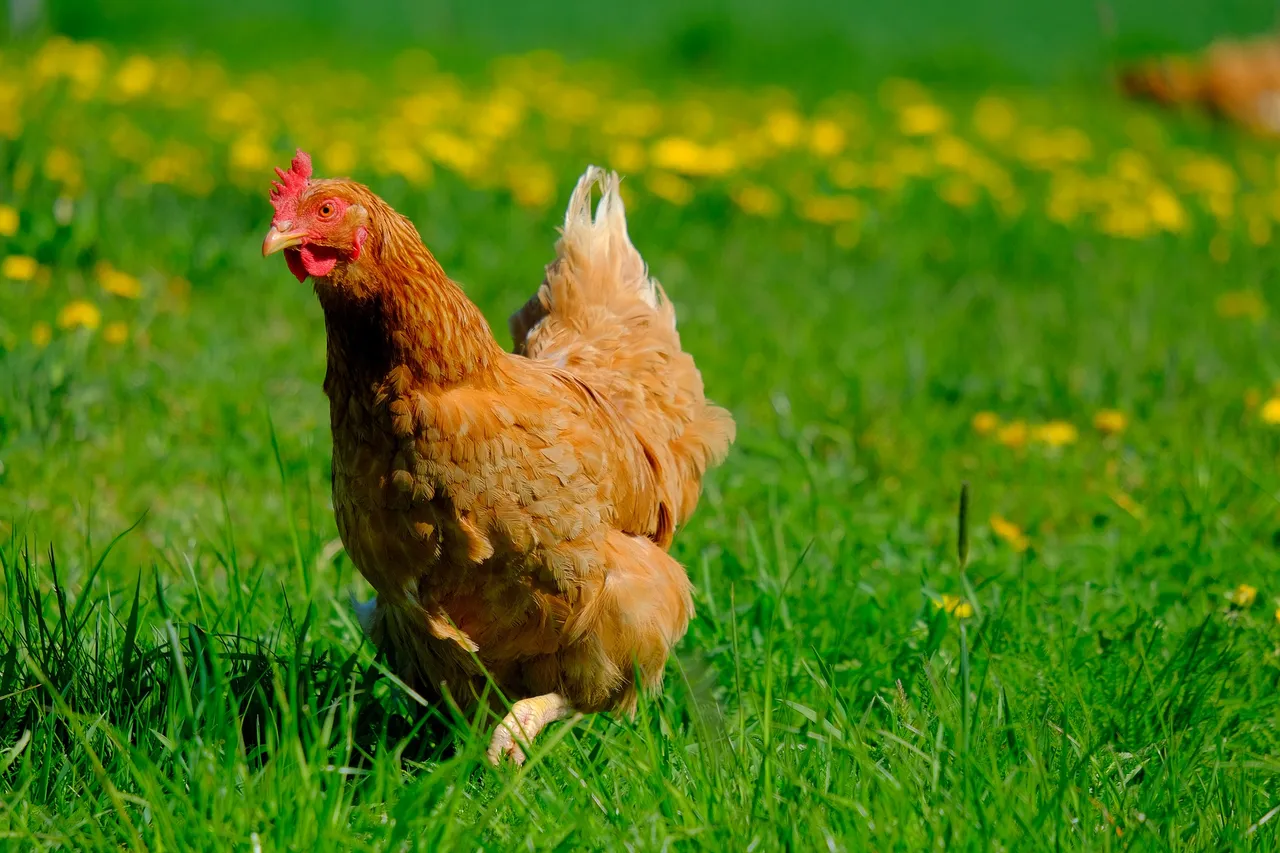 chicken-gc4e20f89c_1920.jpg
