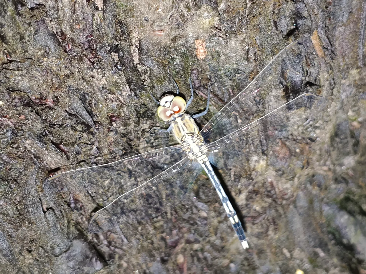 IMG_20250707_202217_874.jpg