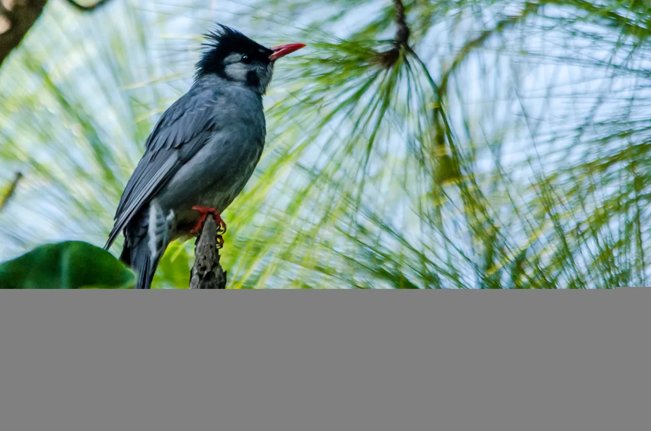 36 - Black Bulbul.jpg