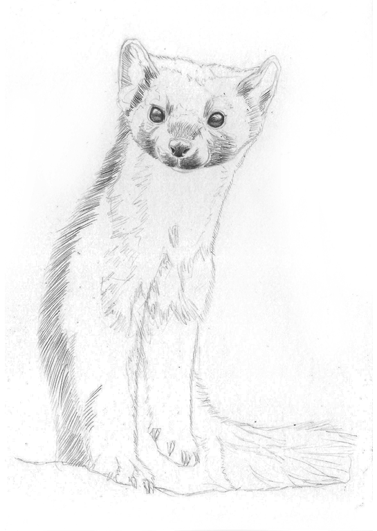 mustelid-by-baptisttadg.gif