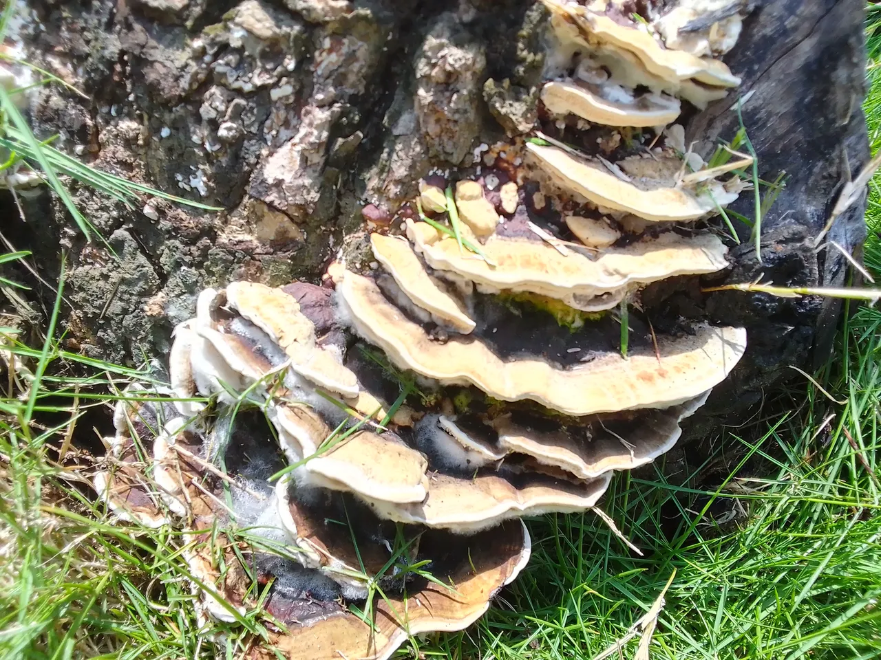 IMG_20220128_113246_809.jpg
