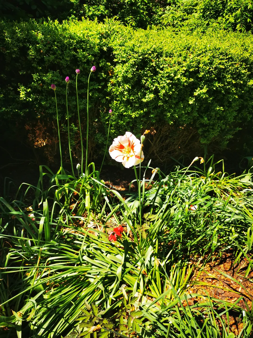 IMG_20240518_130832-01.jpeg