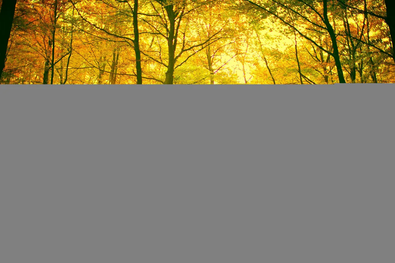 288299-forest-landscape.jpg