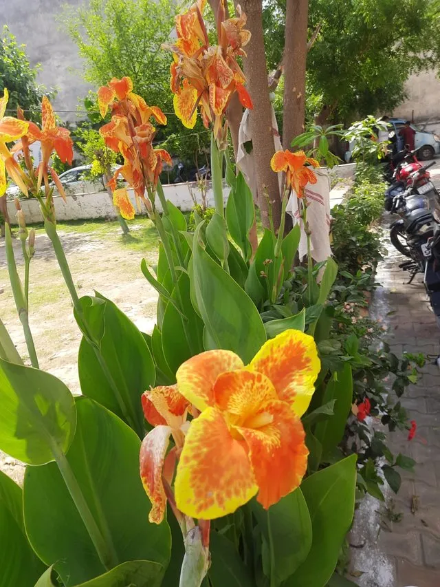 Humbert  flower plant 1.jpg