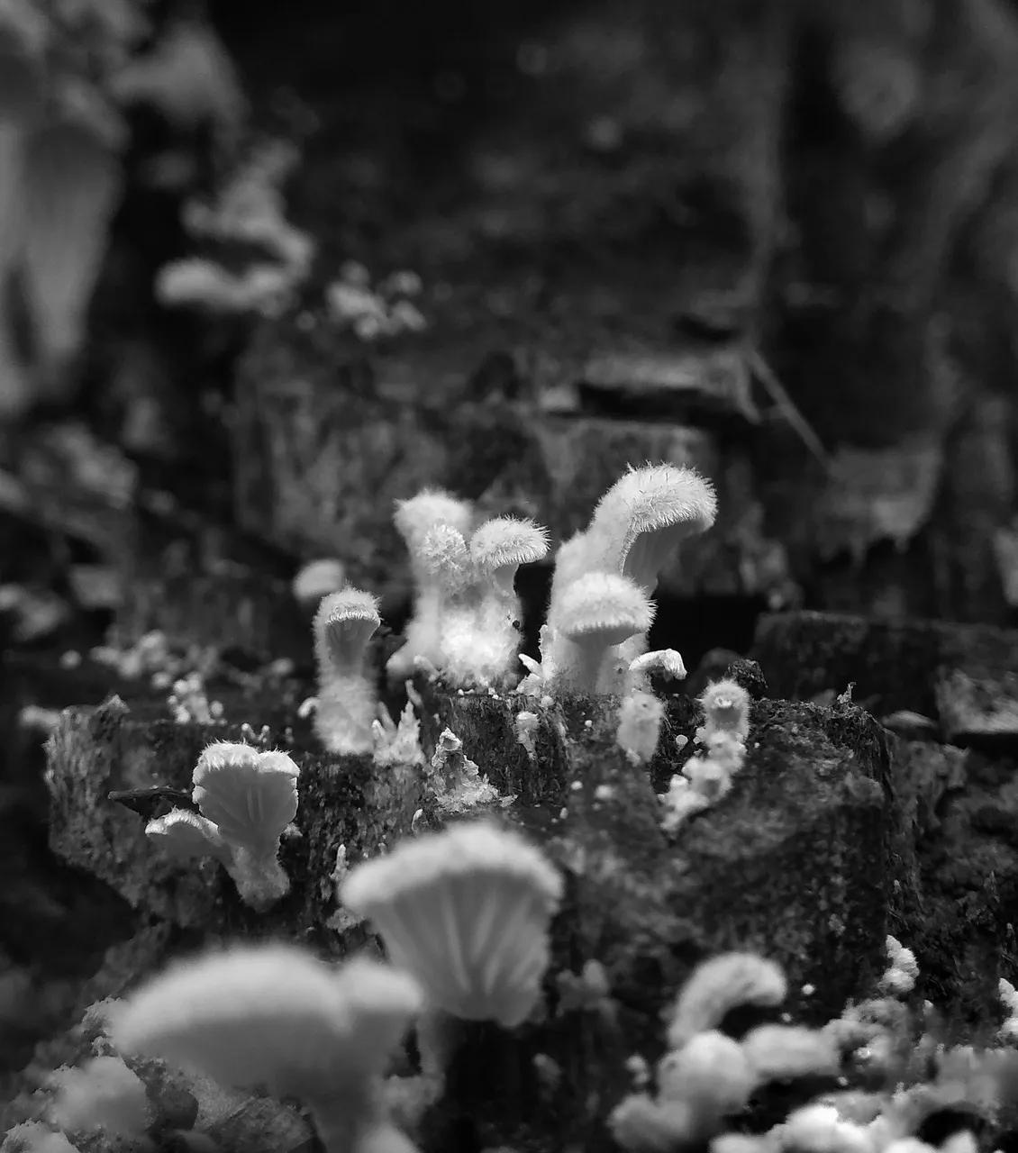 IMG_20210816_161346-01.jpeg