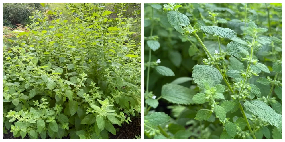 hivegarden-lemon balm.jpg